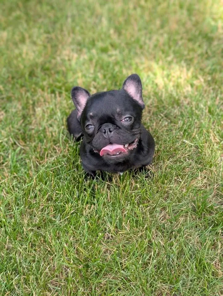 A young small-sized female French Bulldog dog named Penelope aka Miss P for adoption in Blaine, MN