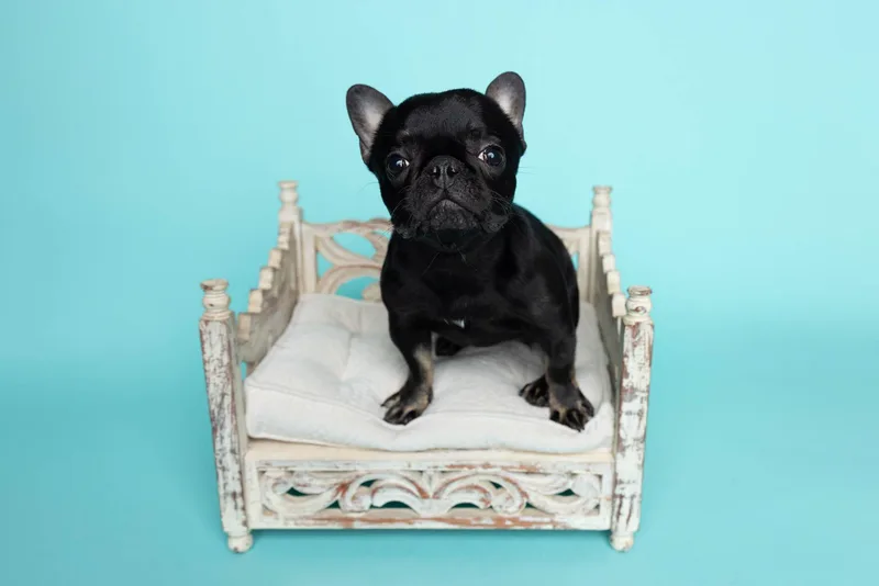 Penelope aka Miss P thumbnail 2