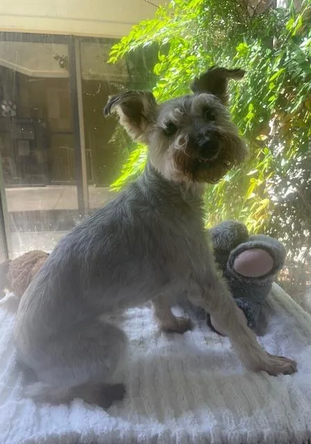 A senior small-sized female Schnauzer dog named Ol' Klowe for adoption in Fort Worth, TX