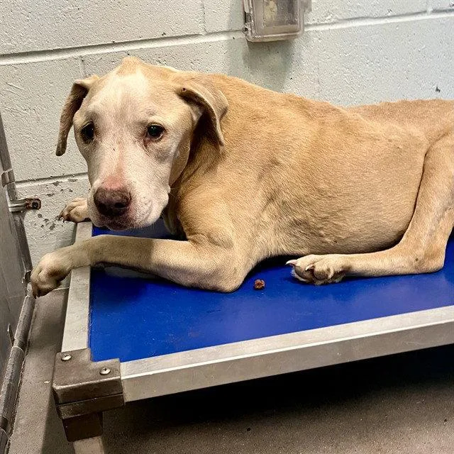 A senior large-sized female Labrador Retriever dog named Sandy for adoption in Tavares, FL