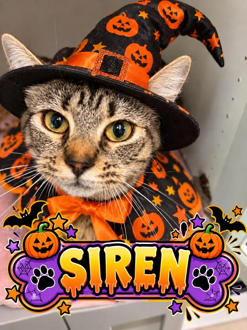 A young medium-sized female Tiger cat named Siren for adoption in Gardner, MA