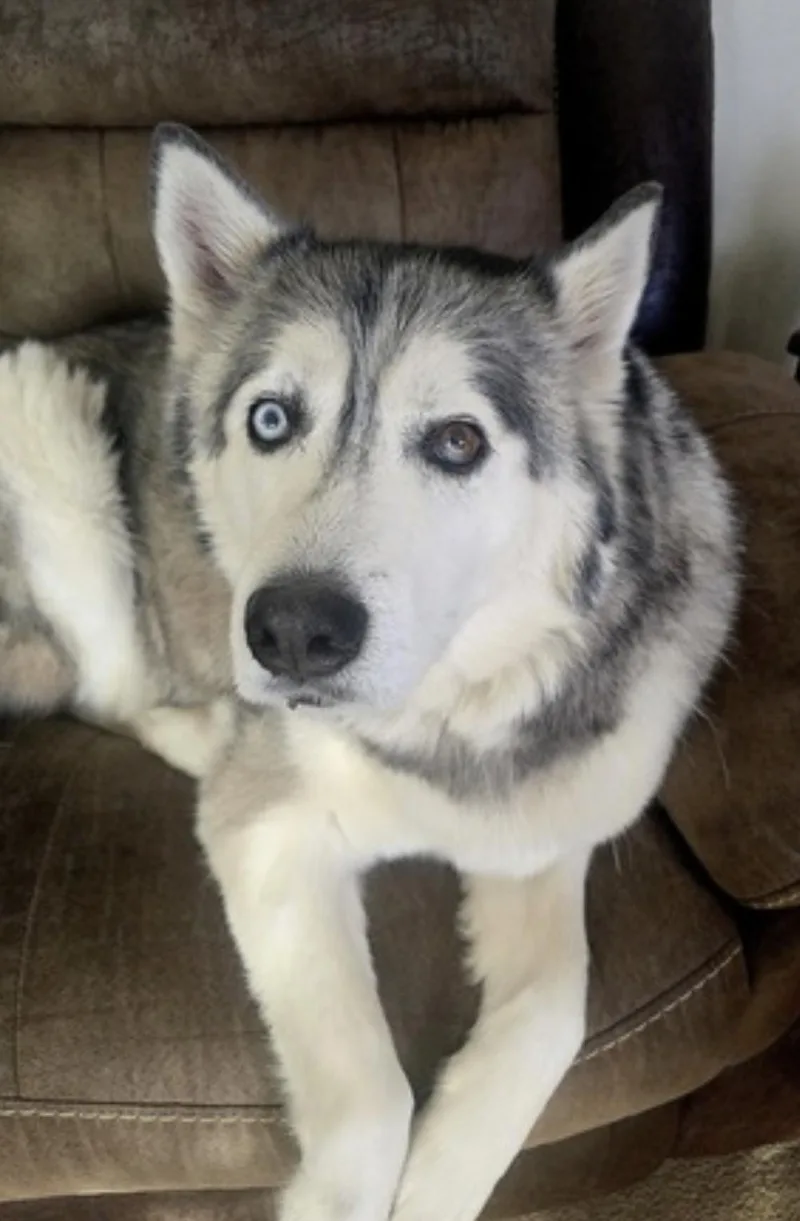 An adult large-sized male Gray / Blue / Silver Siberian Husky dog named Dakota for adoption in Amherst, MA