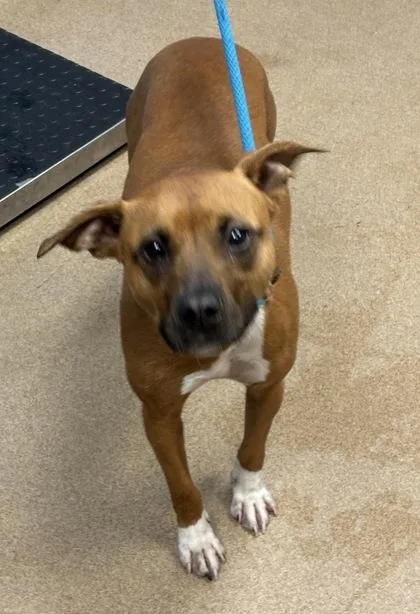 An adult medium-sized female Mixed Breed dog named Farina for adoption in Chamblee, GA