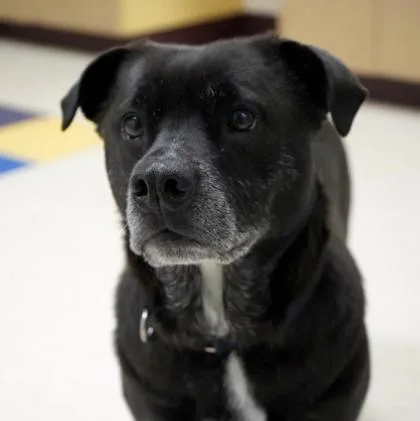 An adult medium-sized female Mixed Breed dog named Mickie for adoption in West Swanzey, NH