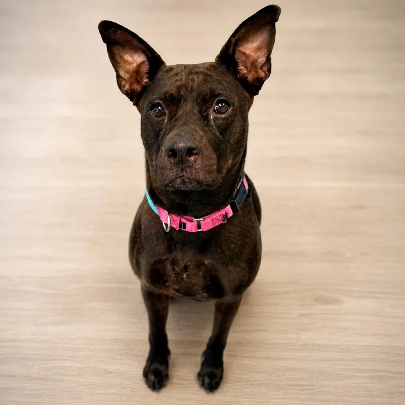 An adult medium-sized female Brown / Chocolate Mixed Breed dog named Patsy for adoption in Sarasota, FL