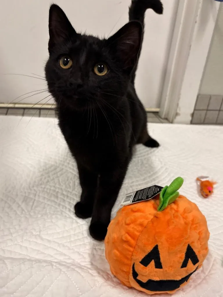 A baby medium-sized female Domestic Short Hair cat named Subie for adoption in Fall River, MA