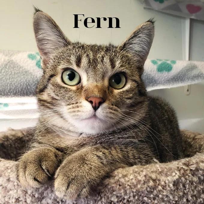 Fern