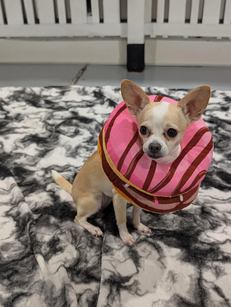 An adult small-sized female Chihuahua dog named Daisy for adoption in Seattle, WA