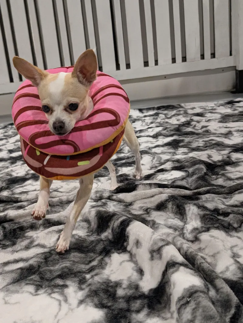 Daisy thumbnail 2