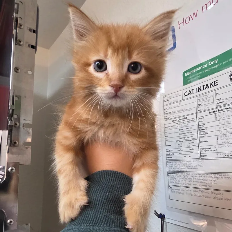 A baby small-sized male Domestic Medium Hair cat named Ezra for adoption in Allyn, WA