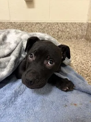 A baby small-sized male Pit Bull Terrier dog named Fred for adoption in Westland, MI