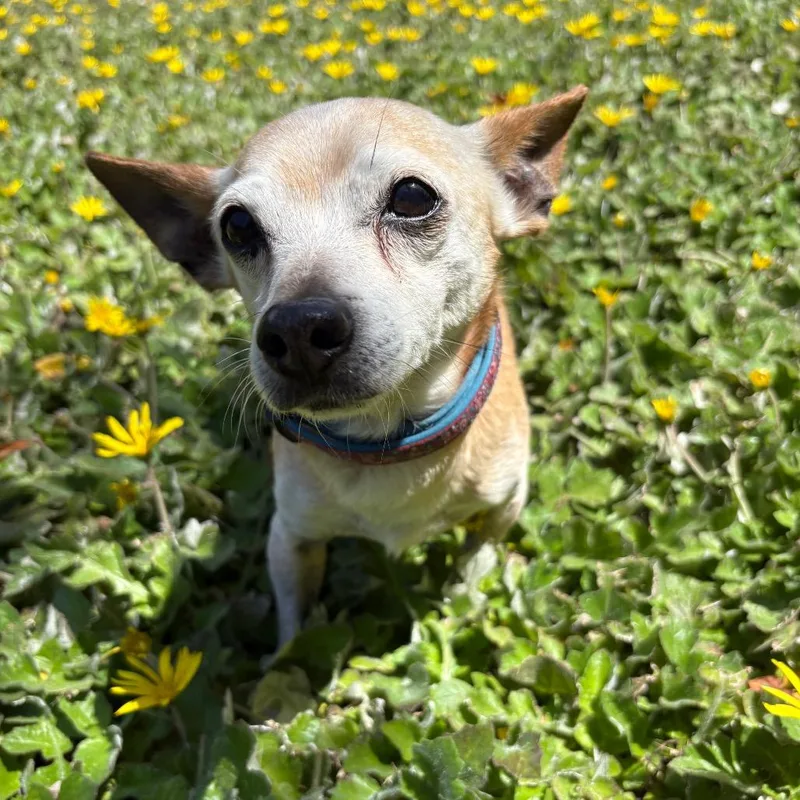 A senior small-sized male Yellow / Tan / Blond / Fawn Chihuahua dog named Howard for adoption in Santa Barbara, CA