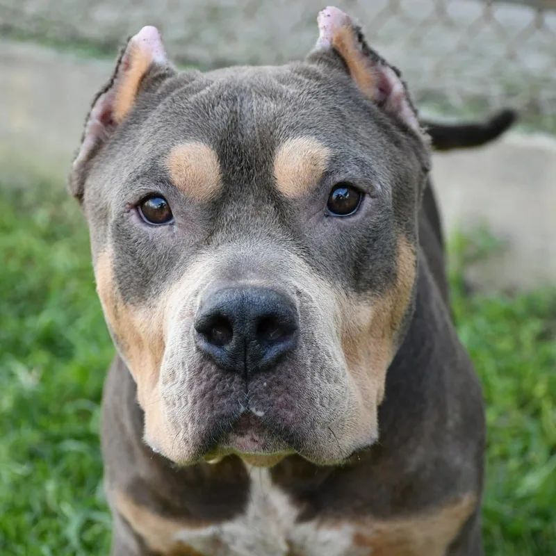 An adult medium-sized male Pit Bull Terrier dog named TBone for adoption in Vassalboro, ME