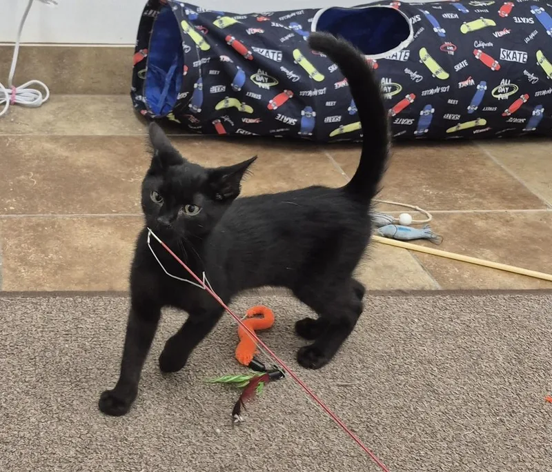 A baby small-sized male Black Domestic Short Hair cat named Tom for adoption in South Bend, IN