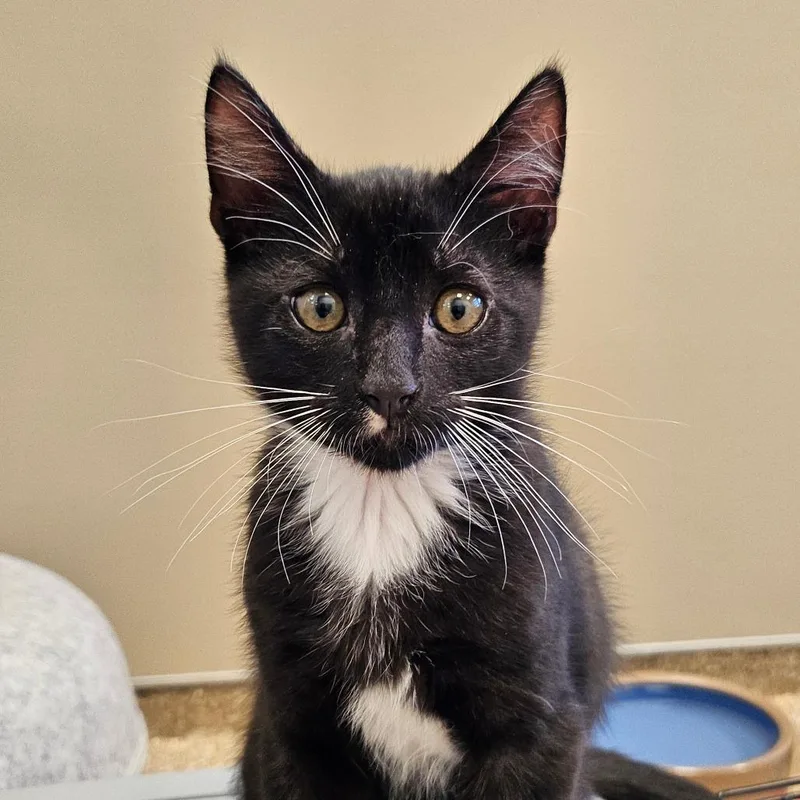A baby small-sized male Black Domestic Short Hair cat named Moonraker for adoption in Sonoma, CA