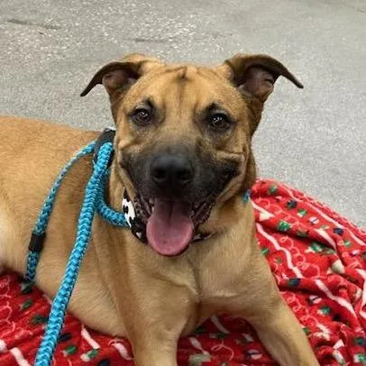 An adult medium-sized male Yellow / Tan / Blond / Fawn Shepherd dog named Gaston Ziegenhagen for adoption in Las Vegas, NV