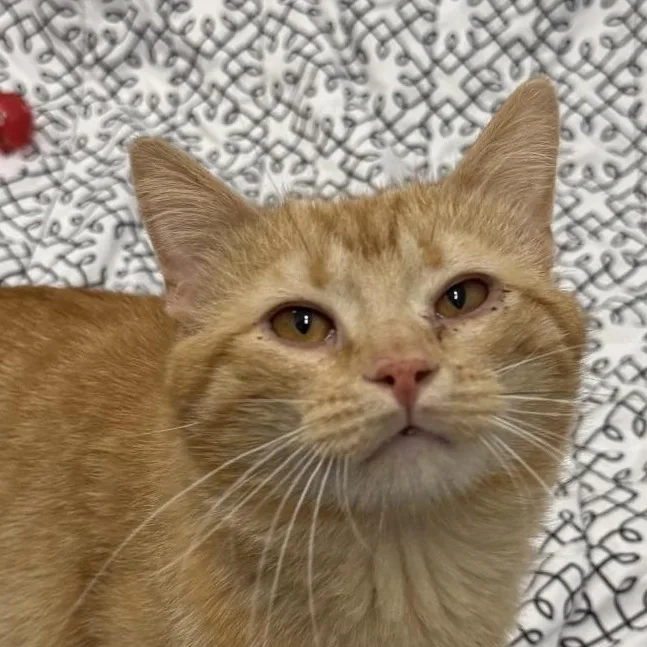 A young medium-sized male Domestic Short Hair cat named Cosmo for adoption in Auburn, NE