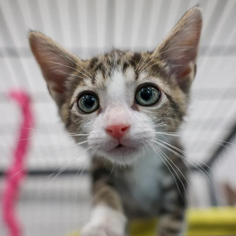 A baby small-sized male Gray / Blue / Silver Domestic Short Hair cat named Leroy for adoption in Bradenton, FL