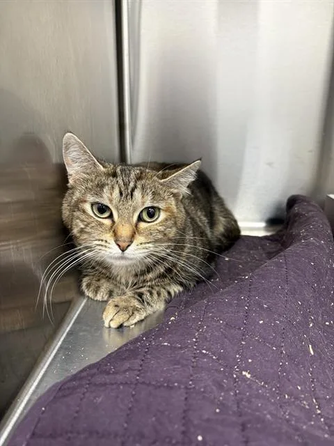 A young medium-sized female Domestic Short Hair cat named Tabitha for adoption in Indianapolis, IN