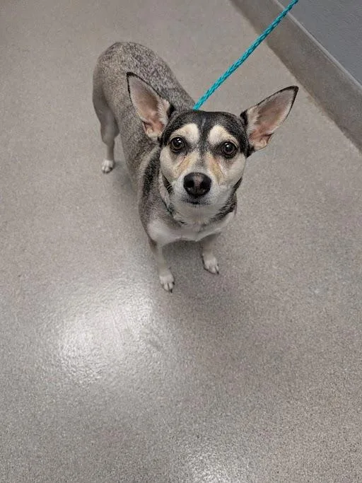 An adult medium-sized female Siberian Husky dog named Dream Syren for adoption in Las Vegas, NV