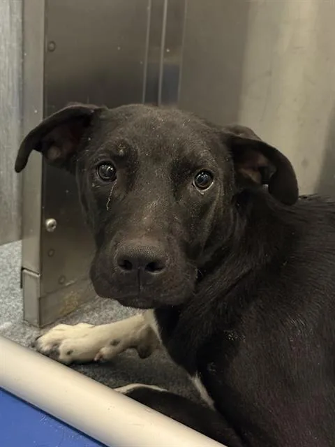 A young medium-sized male Mixed Breed dog named Thunder for adoption in Dallas, TX