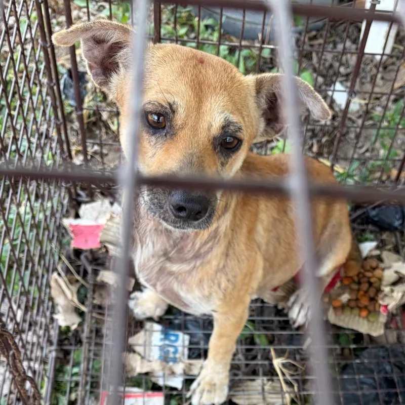 An adult small-sized female Brown / Chocolate Chihuahua dog named Eliza for adoption in Edinburg, TX