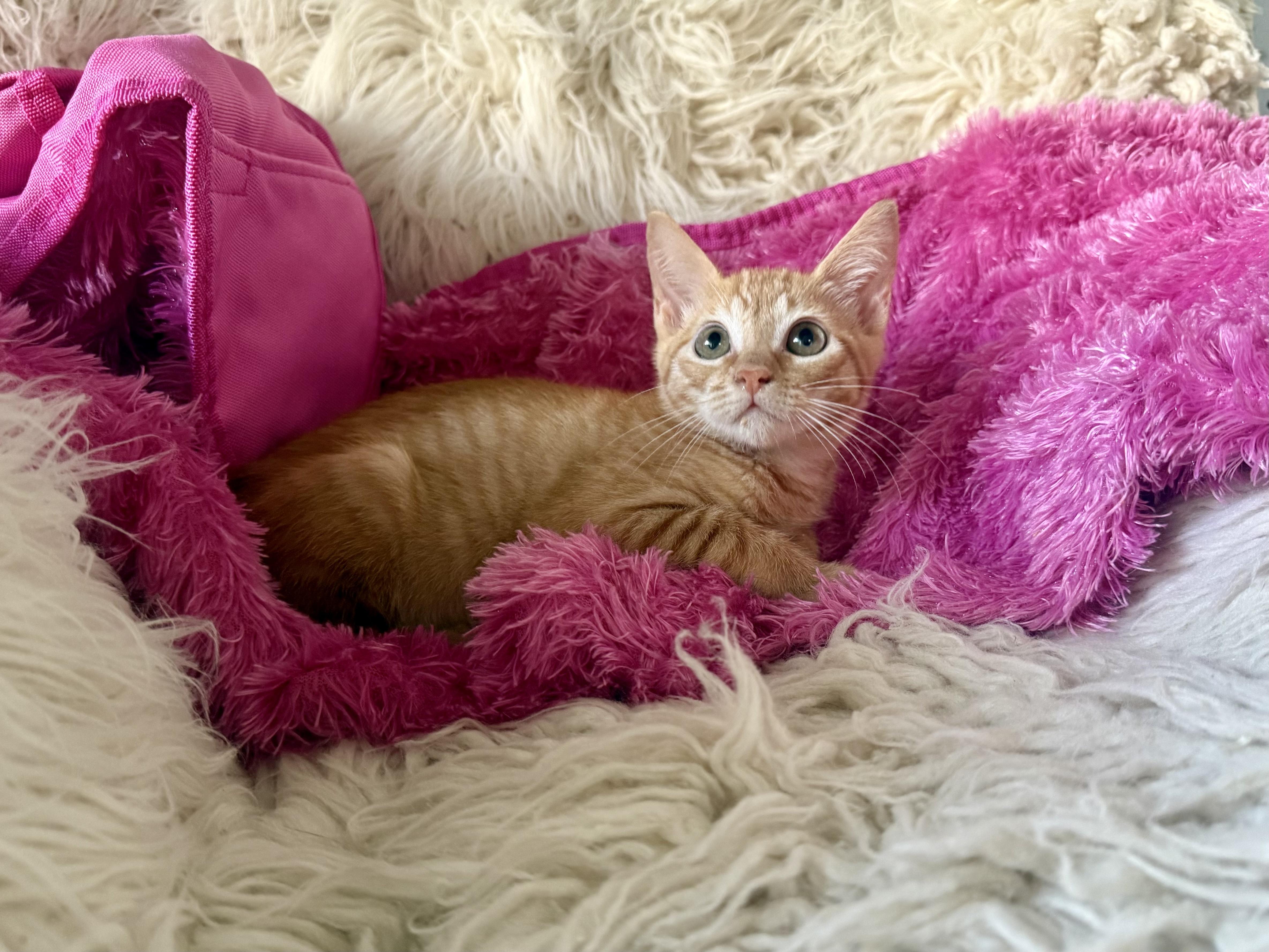A young medium-sized female Tabby (Orange / Red) Domestic Short Hair cat named Zoey for adoption in Jefferson, LA