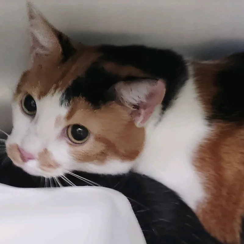 An adult small-sized female Calico Domestic Medium Hair cat named Chloe for adoption in Valley, AL
