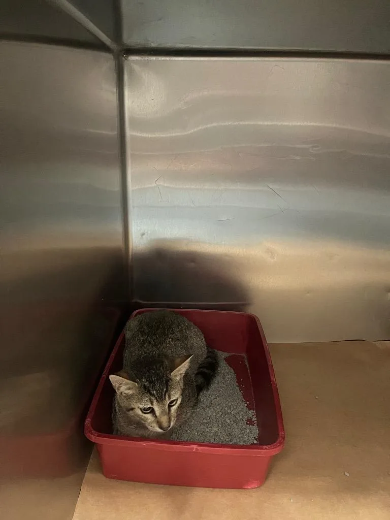 A baby large-sized male Domestic Short Hair cat named Pepsi for adoption in Cartersville , GA