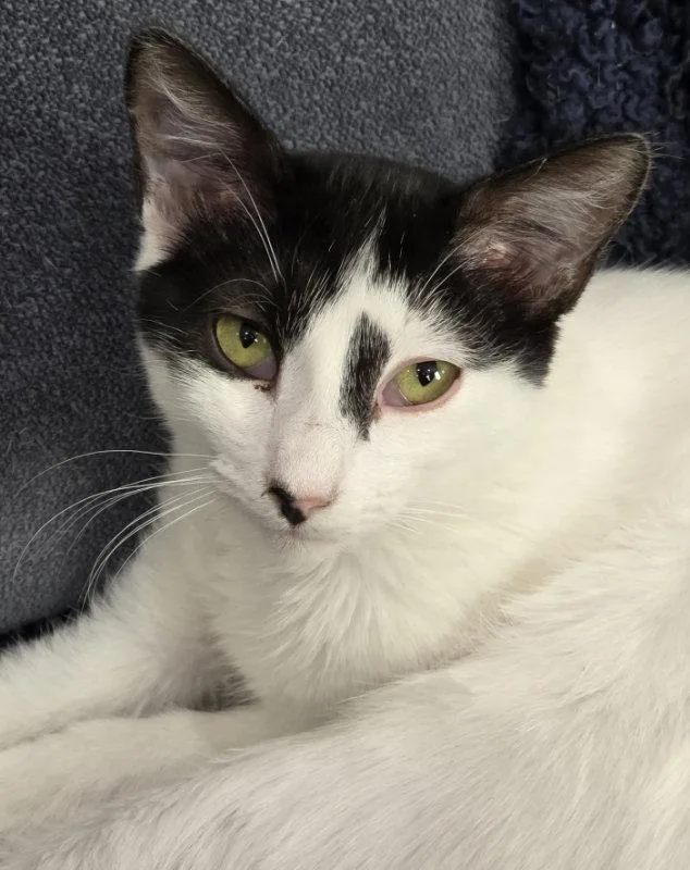 A baby medium-sized female Black & White / Tuxedo Tabby cat named Adelaide for adoption in MONTGOMERY, TX