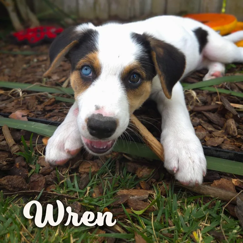 A baby medium-sized female White / Cream Border Collie dog named Wren for adoption in Point Richmond, CA