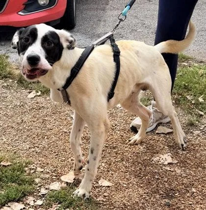 A young large-sized male Mixed Breed dog named Isaac for adoption in Hobart, IN