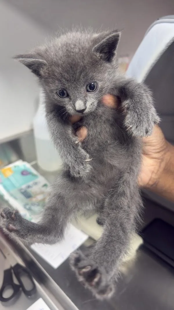 A baby small-sized female Domestic Short Hair cat named Lucy for adoption in Lawrenceville, GA