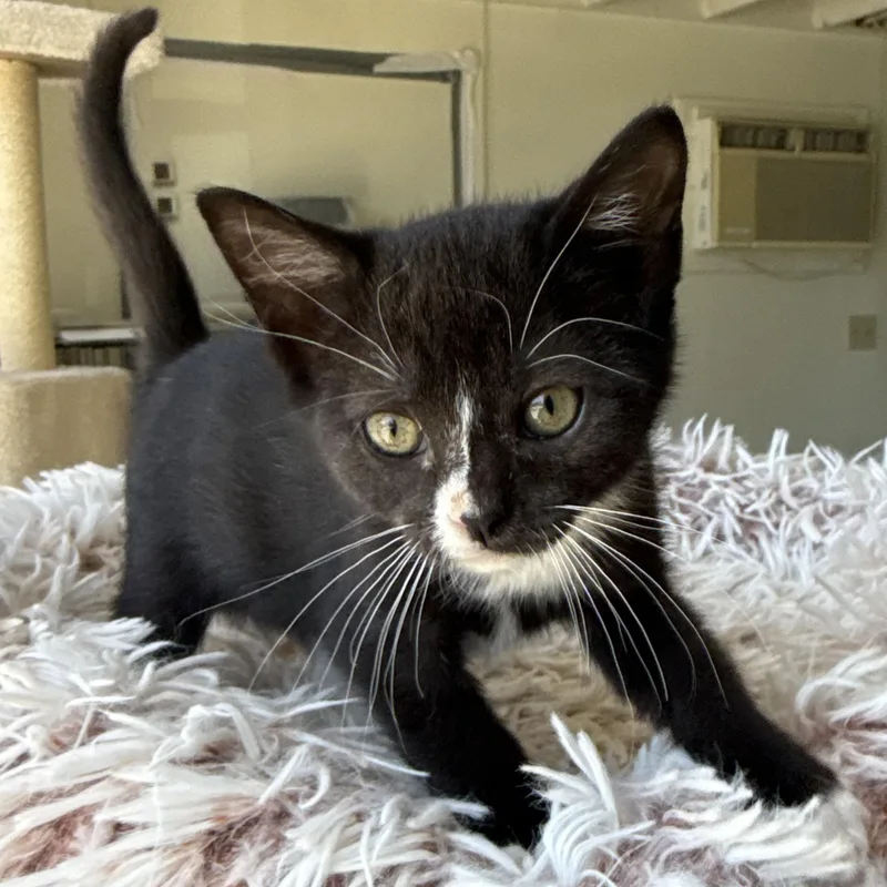 A baby medium-sized female Black & White / Tuxedo Domestic Short Hair cat named Checkers for adoption in Mount Rainier, MD