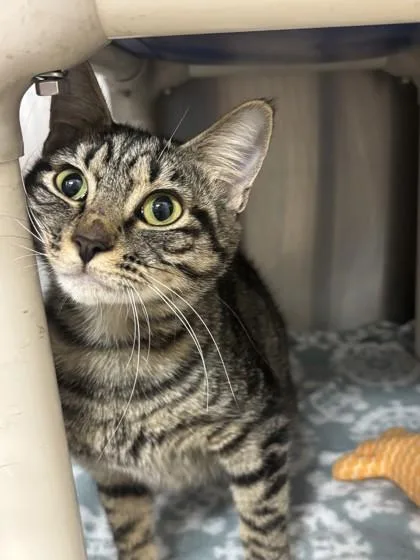 A young medium-sized female Tabby (Brown / Chocolate) Domestic Short Hair cat named Tabitha for adoption in Georgetown, SC