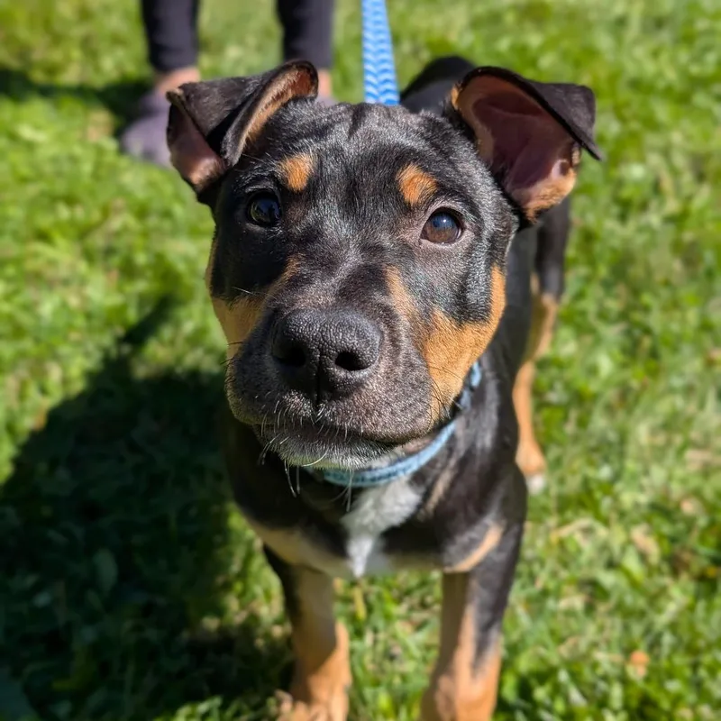 A baby small-sized male Mixed Breed dog named Mordecai for adoption in Thomaston, ME