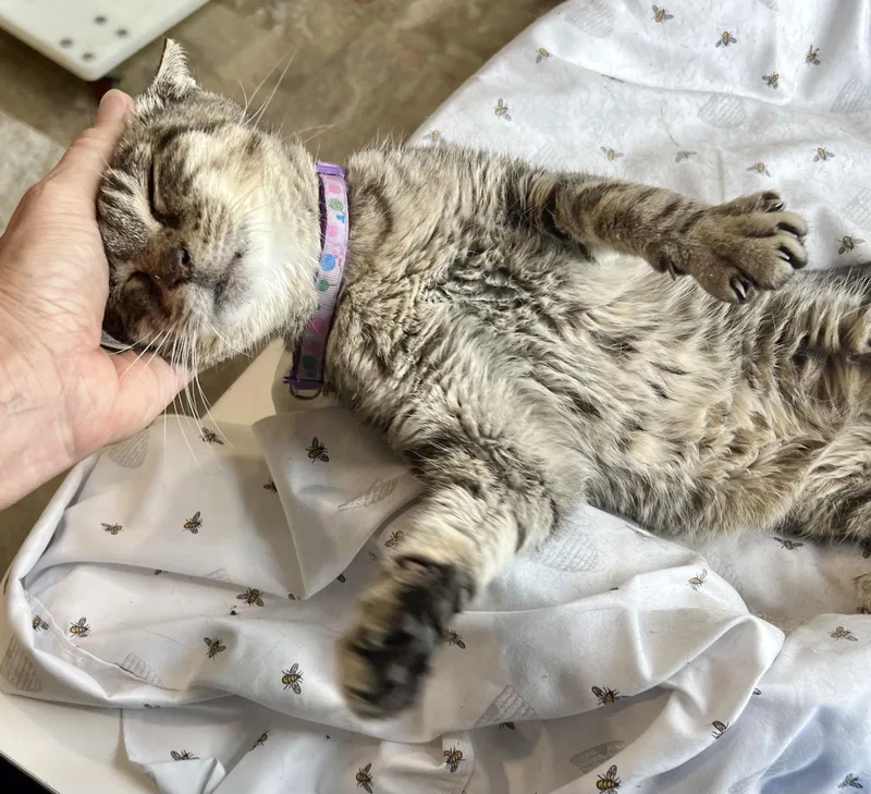 Monasn Med thumbnail 2