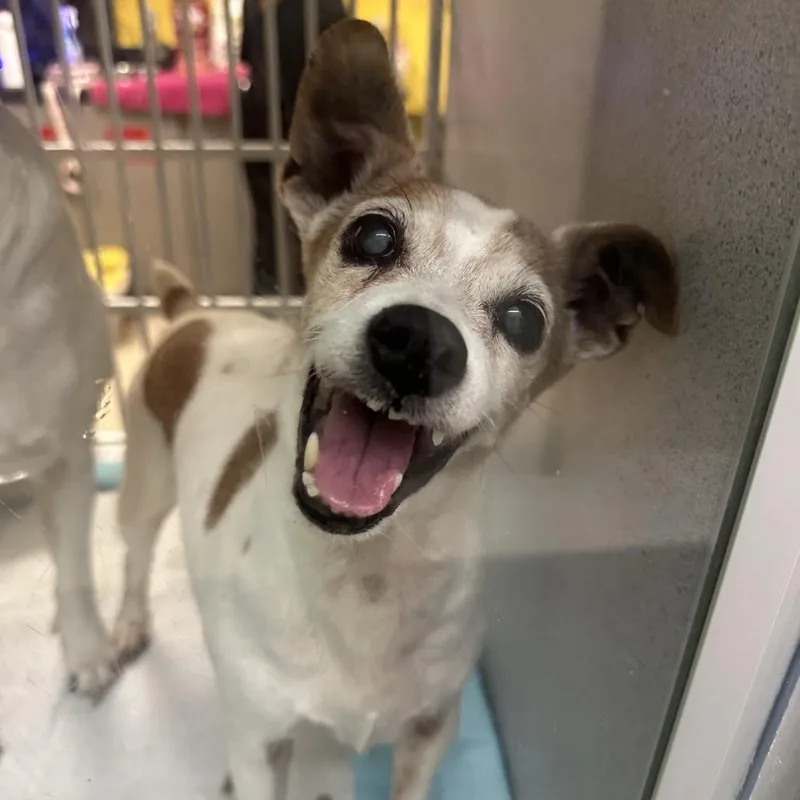 A senior small-sized female White / Cream Mixed Breed dog named Wilma for adoption in Red House, WV