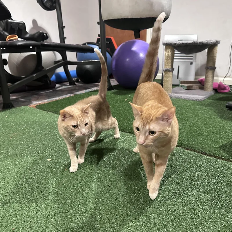 An adult medium-sized female White Domestic Short Hair cat named Sage and Monty for adoption in Brighton, TN