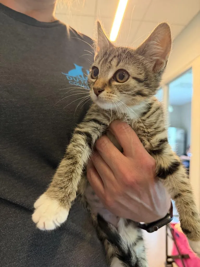 A baby small-sized female Domestic Short Hair cat named Cupra for adoption in Hyde Park, NY