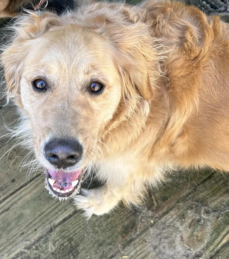 An adult medium-sized female Golden Retriever dog named Bambi for adoption in Winhall, VT