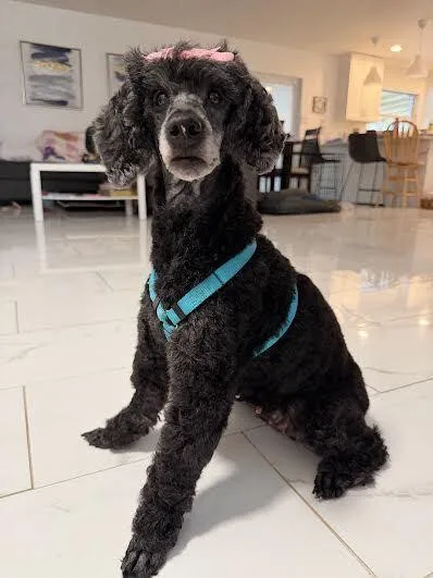 An adult small-sized female Black Poodle dog named Lulu for adoption in Orlando, FL