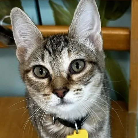 A baby medium-sized female Tabby cat named Paula  Ms Purrsonality for adoption in Hoquiam, WA