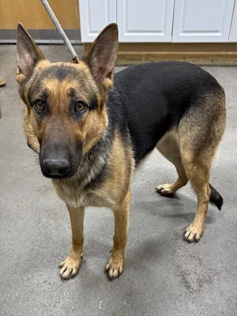 A young large-sized female German Shepherd Dog dog named Susy for adoption in Upper Marlboro, MD