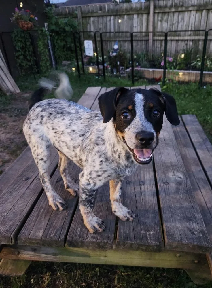 A baby medium-sized male Australian Cattle Dog / Blue Heeler dog named Ulysses for adoption in Cheektowaga, NY