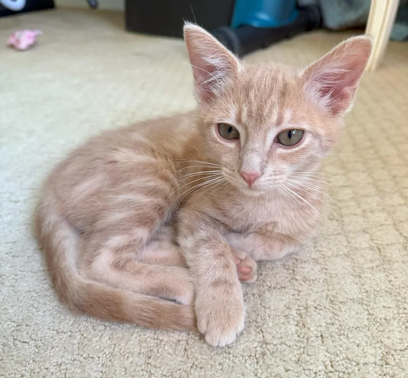 A baby medium-sized male Tabby (Orange / Red) Tabby cat named Dusty for adoption in Mission Viejo, CA