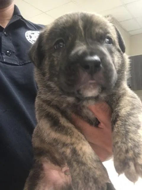 A baby small-sized male Pit Bull Terrier dog named Lemon Squeezy for adoption in Conroe, TX