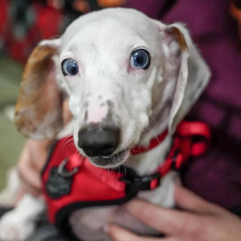 An adult small-sized male White / Cream Dachshund dog named Frank for adoption in Thomaston, ME
