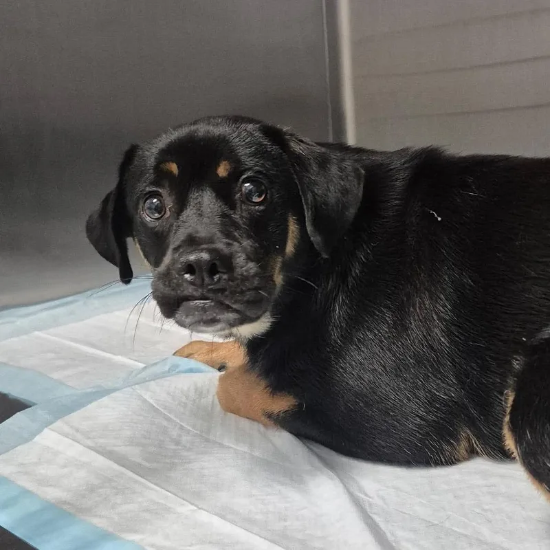 A young medium-sized male Black Pug dog named Spur for adoption in Bastrop, TX