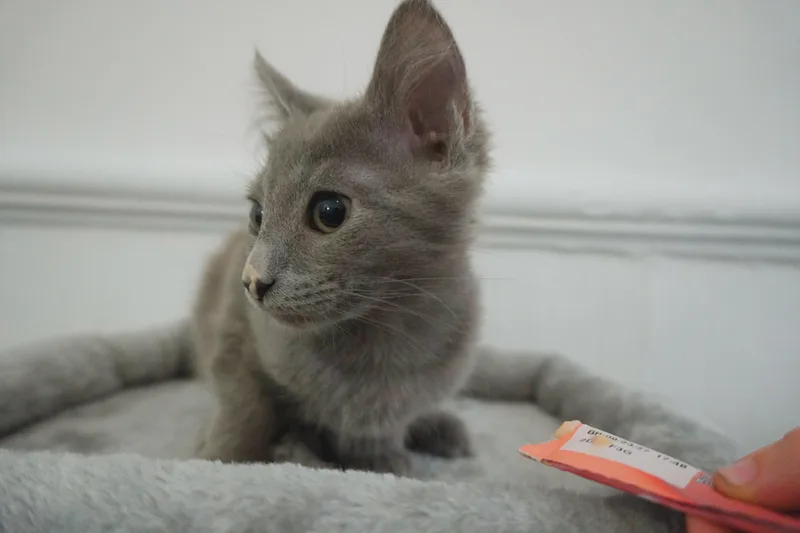 Spicy Velcro Valerie thumbnail 3